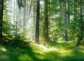 Wälder und Bäume in Deutschland