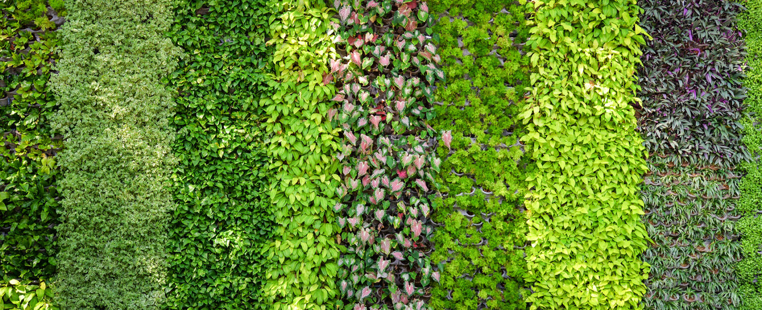 Die Hecke ein ökologischer Sichtschutz für Ihren Garten