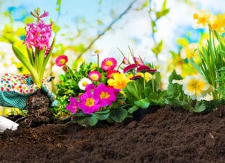 Gartenpflege Tipps